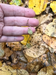 Triphora trianthophoros