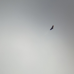 Geranoaetus melanoleucus