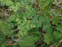 Thalictrum occidentale