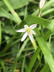 Nothoscordum bivalve