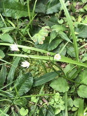 Nothoscordum bivalve