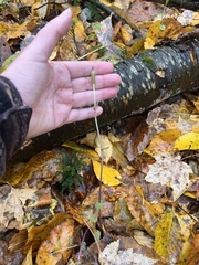 Triphora trianthophoros