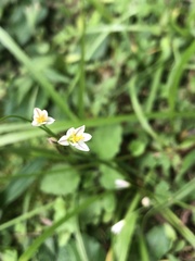 Nothoscordum bivalve