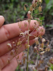 Thalictrum occidentale