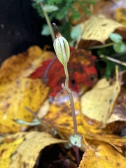 Triphora trianthophoros