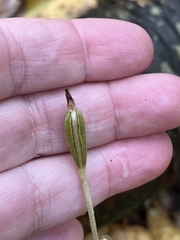 Triphora trianthophoros