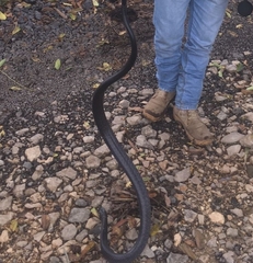 Drymarchon melanurus
