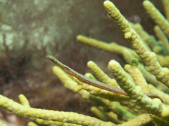 Stigmatopora narinosa