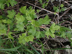 Ribes oxyacanthoides