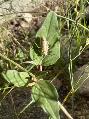 Catorhintha selector