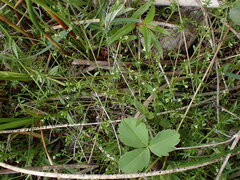 Galium trifidum