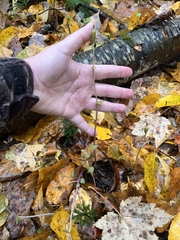 Triphora trianthophoros