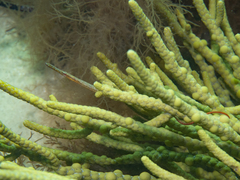 Stigmatopora narinosa