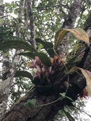 Bifrenaria