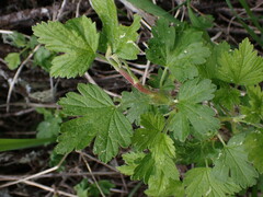 Ribes oxyacanthoides