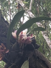 Bifrenaria