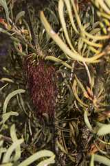 Melaleuca planifolia