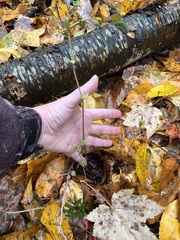 Triphora trianthophoros