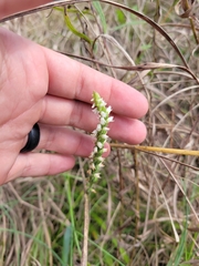 Spiranthes ovalis erostellata