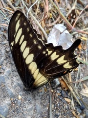 Papilio ornythion ornythion