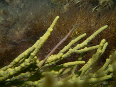 Stigmatopora narinosa