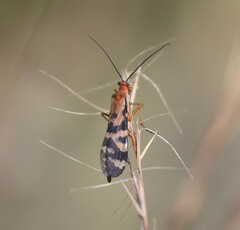 Panorpa rufa