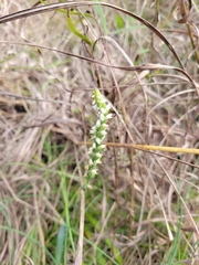Spiranthes ovalis erostellata