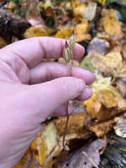 Triphora trianthophoros