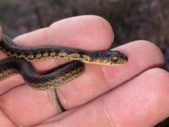 Thamnophis sirtalis semifasciatus