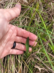 Spiranthes ovalis erostellata