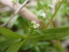 Galium trifidum