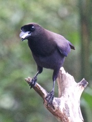 Cyanocorax cyanomelas