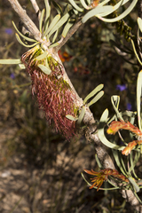 Melaleuca planifolia