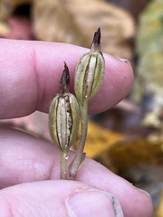 Triphora trianthophoros