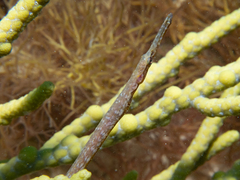 Stigmatopora narinosa