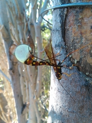 Megarhyssa nortoni