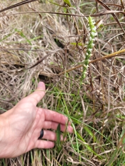 Spiranthes ovalis erostellata