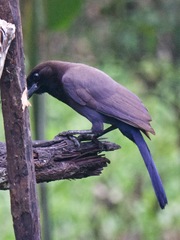 Cyanocorax cyanomelas