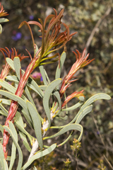 Melaleuca planifolia