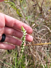 Spiranthes ovalis erostellata