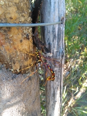 Megarhyssa nortoni