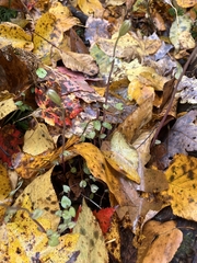 Triphora trianthophoros