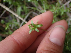 Galium trifidum
