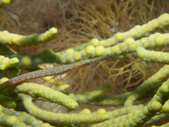 Stigmatopora narinosa