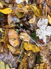 Triphora trianthophoros