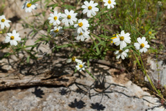 Melampodium leucanthum