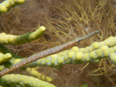 Stigmatopora narinosa