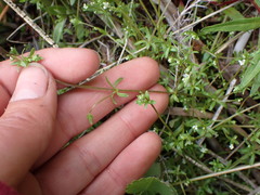 Galium trifidum