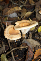 Paralepista flaccida