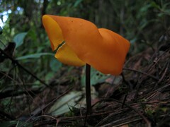 Hymenogloea papyracea